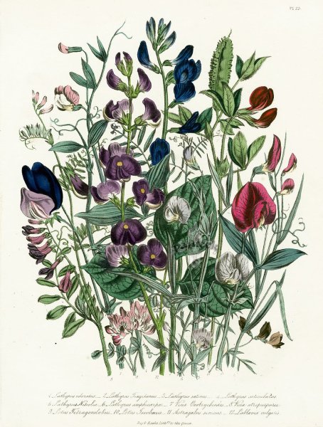 Ботанические плакаты