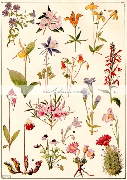 Гербарии трав Ботанические иллюстрации