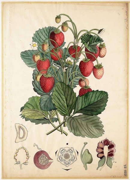 Кактус Ботаническая иллюстрация