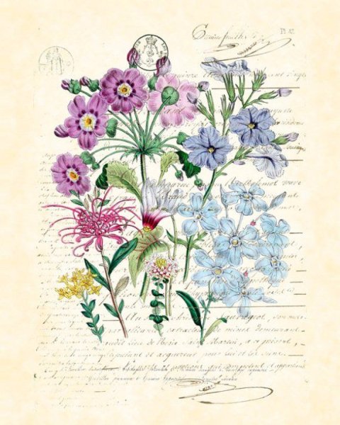 Маслина европейская гербарий