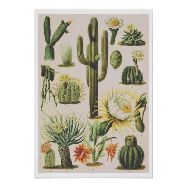 Ботанические плакаты