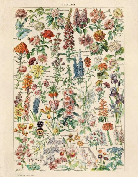 Botanical illustration овощи