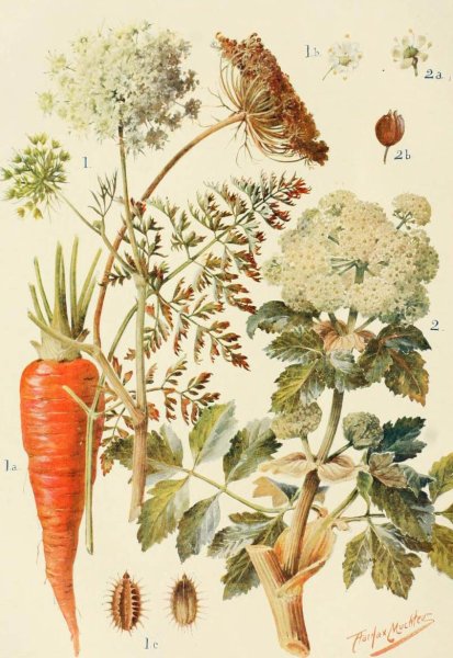 Старинный гербарий Ботаническая иллюстрация