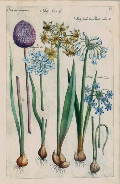 Винтажные плакаты растения