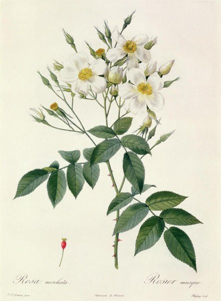 Ботанические иллюстрации луковичных растений