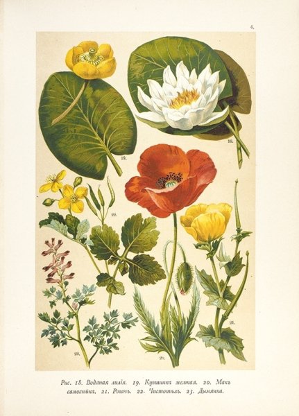 Адольф Миллот - Ботанические иллюстрации