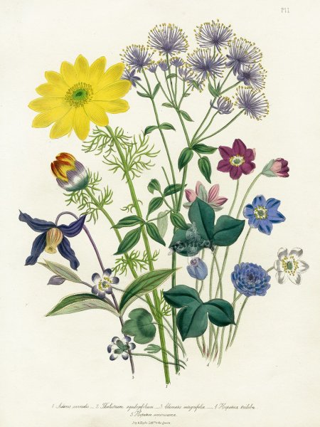 Лаванда узколистная Ботанический атлас