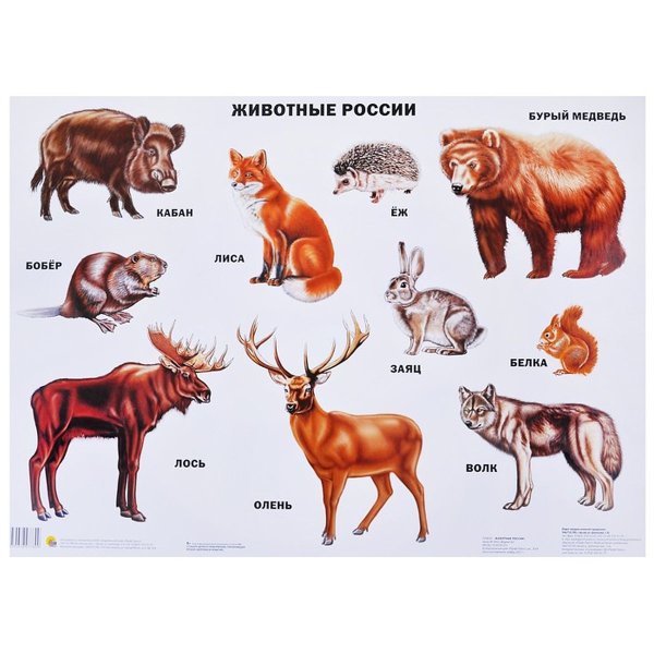 Карта животных России для детей