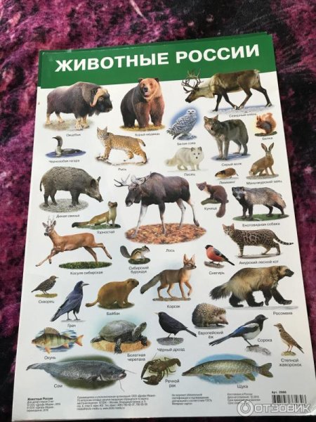 Животные России для детей