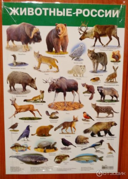 Карточки. Животные России