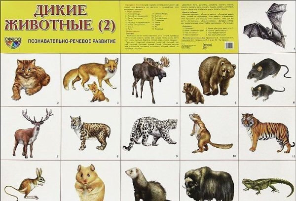 Животные России для детей