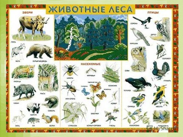 Плакаты с животными и растениями из красной книги России