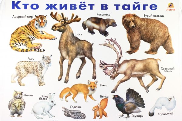 Домашние животные и птицы