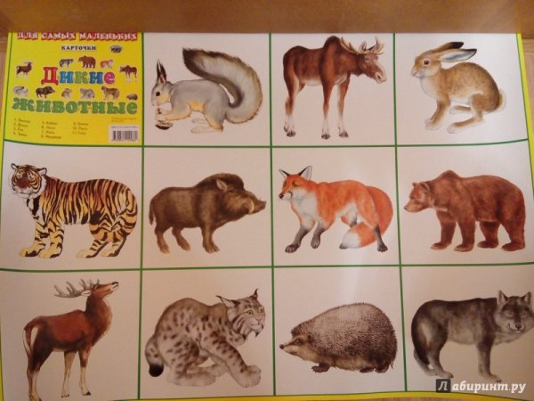 Животные Европы