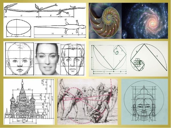 Золотое сечение рисунок