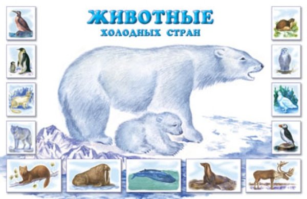 Животные севера с названиями