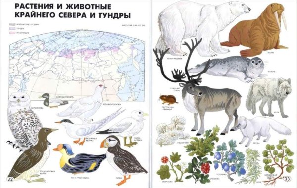 Животные холодных широт плакат