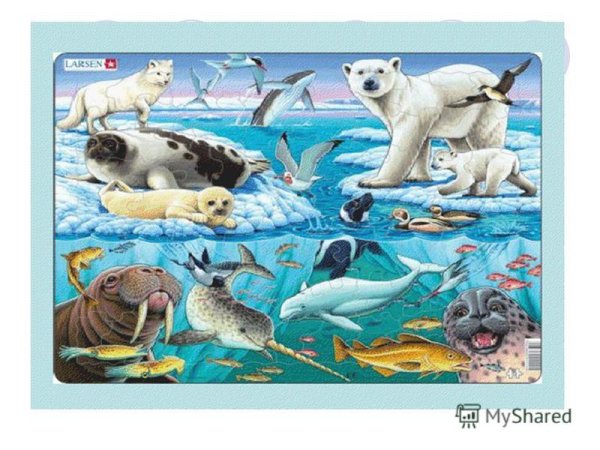 Обитатели Арктики