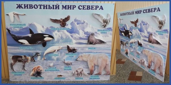 Животные Арктики и Антарктики 16 обучающих карточек