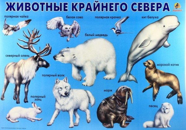 Животные севера задания для малышей