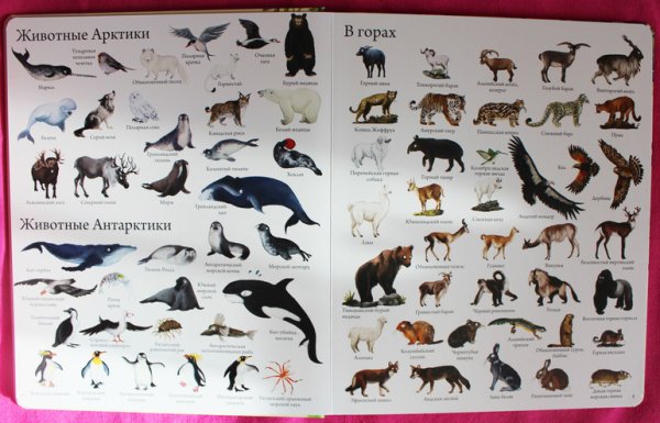 Обитатели Северного полюса для детей