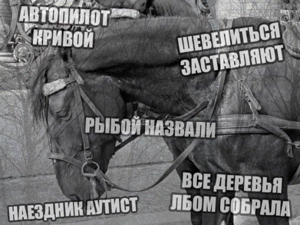 Плотва прикол