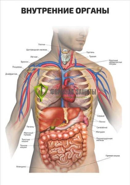 Анатомические плакаты