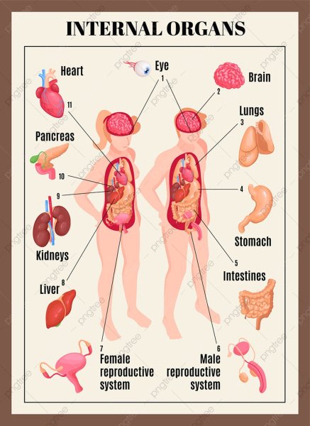 Внутренние органы для детей