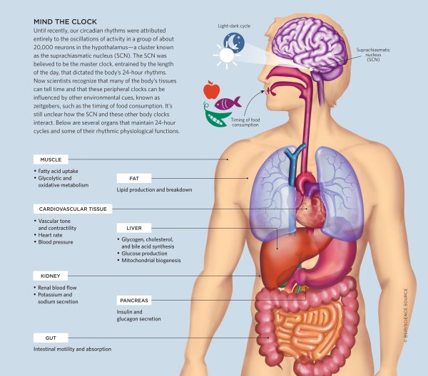 Внутренние органы плакат
