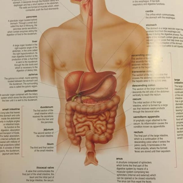 Внутренние органы мальчика
