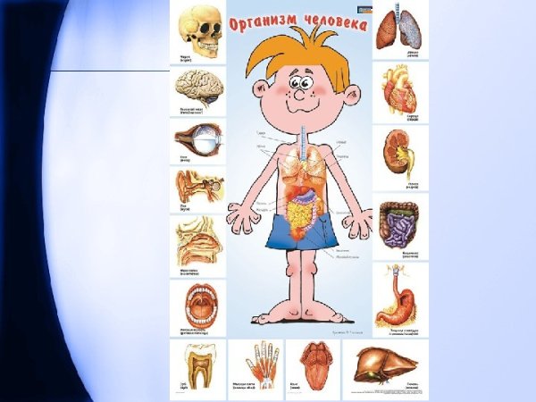 Внутреннее строение человека
