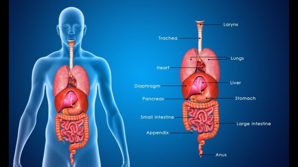 Внутренние органы человека