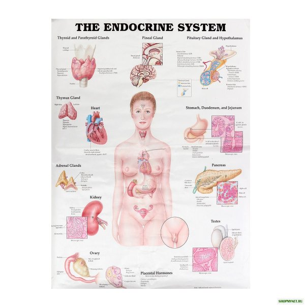 Органы человека