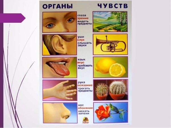 Органы чувств