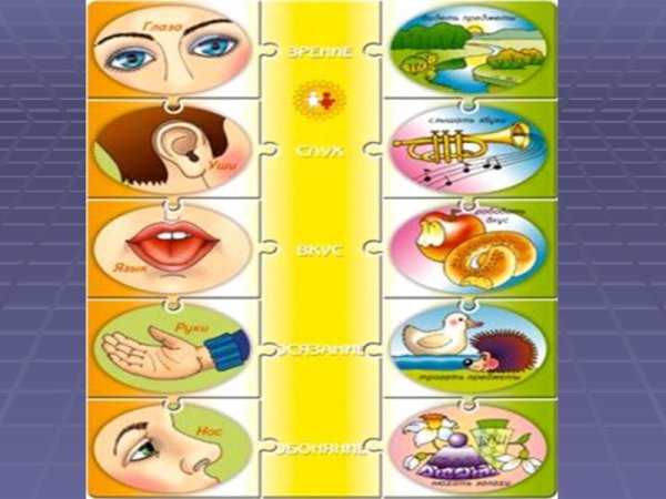 Органы чувств для детей