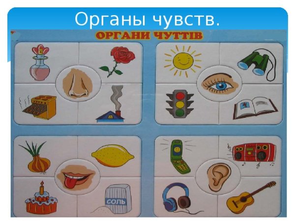 Плакат органы чувств для детей