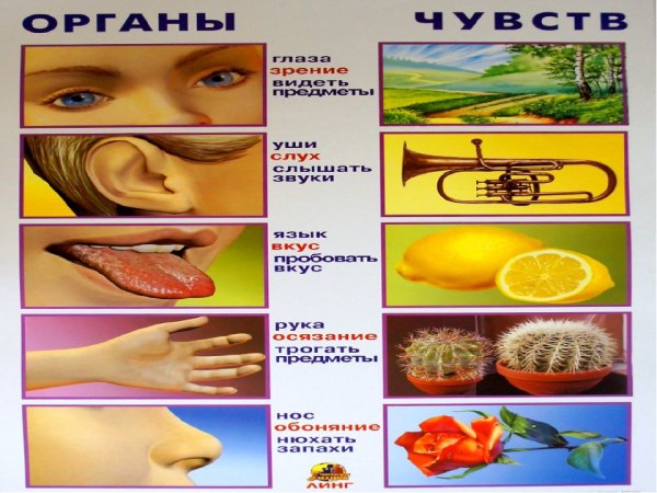 Название органов чувств
