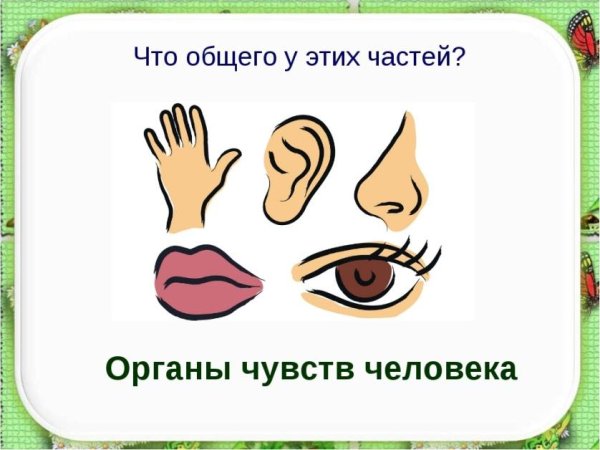 Человеческие органы чувств