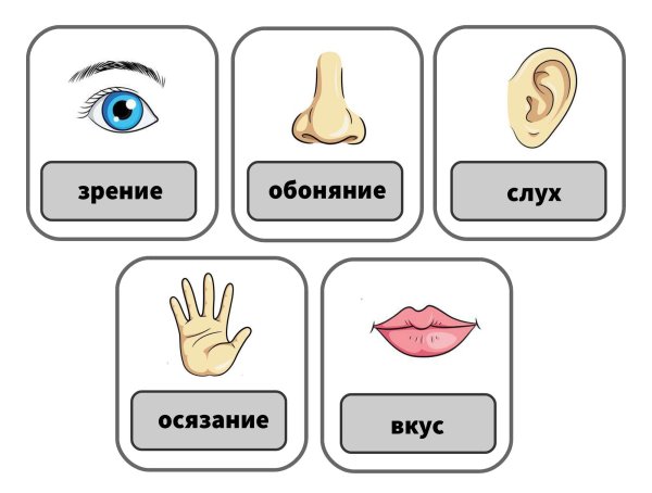 5 Органов чувств человека