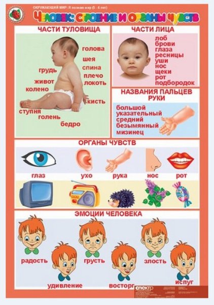 Части тела для детей