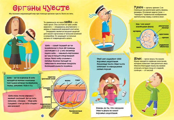 Органы чувств для детей
