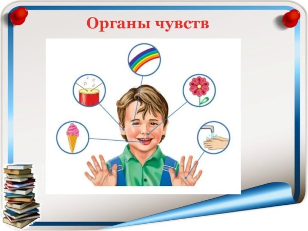 Органы чувств для детей