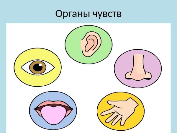 Органы чувств