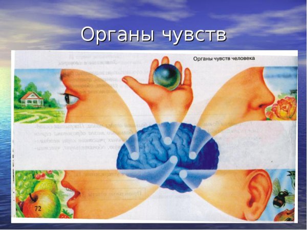 Чувства восприятия человека