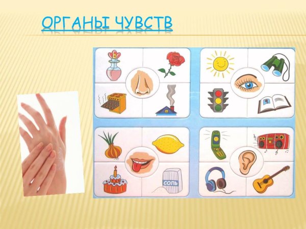 Органы чувств для дошкольников