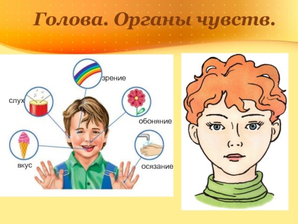 Органы чувств для дошкольников
