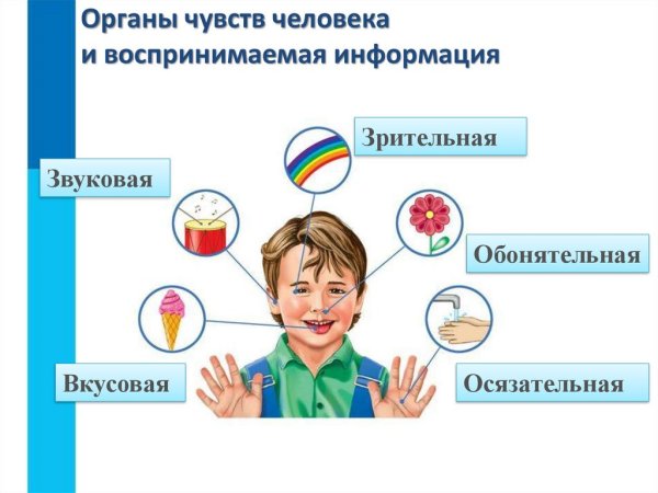Органы чувств человека