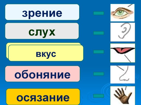 Осязание обоняние зрение слух вкус