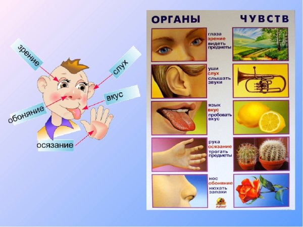 Органы чувств человека