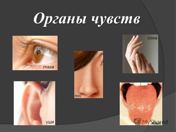 Органы чувств презентация